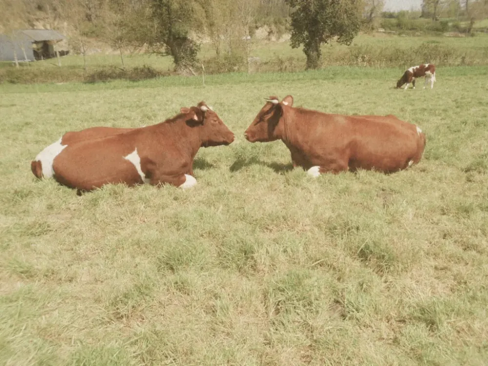deux vaches