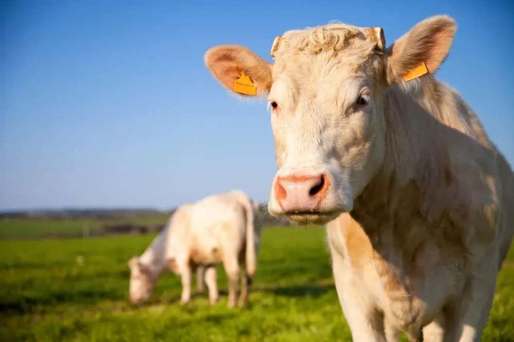 Viande de veau à Bellevigne‑en‑Layon
